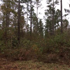 Photo of UNDER CONTRACT!  158 Acres of Land for Sale in Jones County NC!