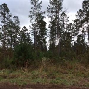 Photo of UNDER CONTRACT!  158 Acres of Land for Sale in Jones County NC!