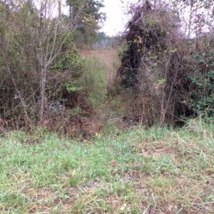 Photo of UNDER CONTRACT!  158 Acres of Land for Sale in Jones County NC!