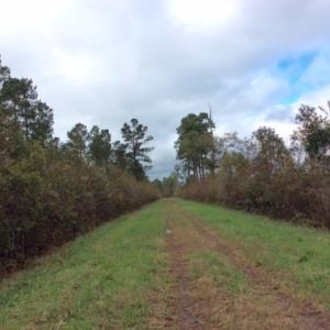 Photo of UNDER CONTRACT!  158 Acres of Land for Sale in Jones County NC!