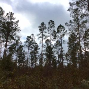 Photo of UNDER CONTRACT!  158 Acres of Land for Sale in Jones County NC!