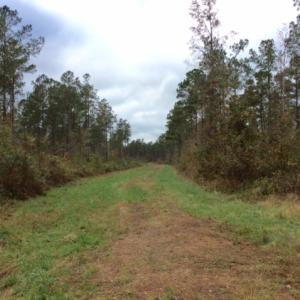 Photo of UNDER CONTRACT!  158 Acres of Land for Sale in Jones County NC!