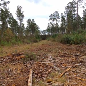 Photo of UNDER CONTRACT!  158 Acres of Land for Sale in Jones County NC!