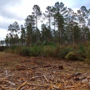 Photo of UNDER CONTRACT!  158 Acres of Land for Sale in Jones County NC!