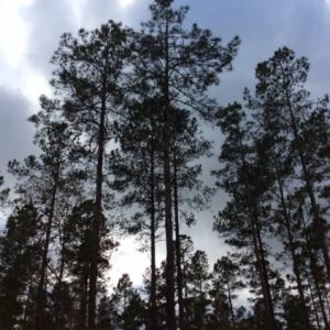 Photo of UNDER CONTRACT!  158 Acres of Land for Sale in Jones County NC!