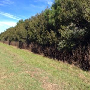 Photo of UNDER CONTRACT!  1.17 Acres of Land For Sale in Hyde County NC!