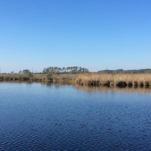 Photo of UNDER CONTRACT!  286 ac Waterfront Hunting Land for Sale in Hyde County NC!