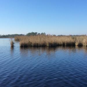 Photo of UNDER CONTRACT!  286 ac Waterfront Hunting Land for Sale in Hyde County NC!
