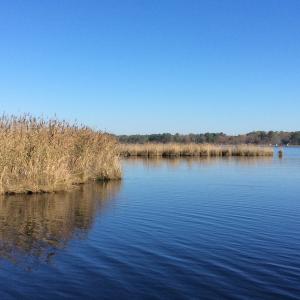 Photo of UNDER CONTRACT!  286 ac Waterfront Hunting Land for Sale in Hyde County NC!
