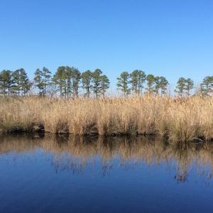 Photo of UNDER CONTRACT!  286 ac Waterfront Hunting Land for Sale in Hyde County NC!