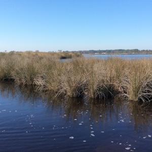 Photo of UNDER CONTRACT!  286 ac Waterfront Hunting Land for Sale in Hyde County NC!