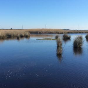 Photo of UNDER CONTRACT!  286 ac Waterfront Hunting Land for Sale in Hyde County NC!