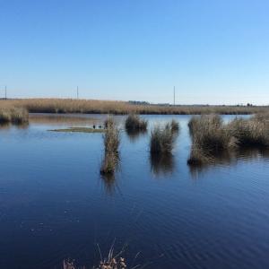 Photo of UNDER CONTRACT!  286 ac Waterfront Hunting Land for Sale in Hyde County NC!