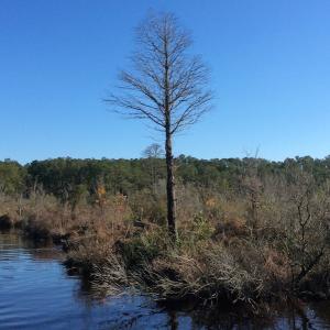 Photo of UNDER CONTRACT!  286 ac Waterfront Hunting Land for Sale in Hyde County NC!