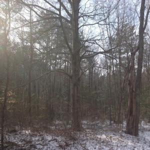 Photo of SOLD!  26 Acres of Hunting Land with Home Site For Sale in Accomack County VA!