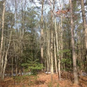 Photo of SOLD!  26 Acres of Hunting Land with Home Site For Sale in Accomack County VA!