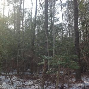 Photo of SOLD!  26 Acres of Hunting Land with Home Site For Sale in Accomack County VA!