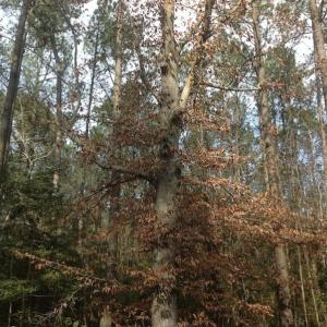 Photo of SOLD!  26 Acres of Hunting Land with Home Site For Sale in Accomack County VA!