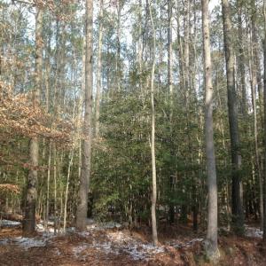 Photo of SOLD!  26 Acres of Hunting Land with Home Site For Sale in Accomack County VA!