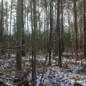 Photo of SOLD!  26 Acres of Hunting Land with Home Site For Sale in Accomack County VA!