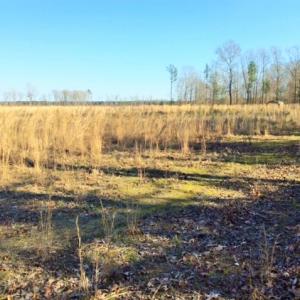Photo of UNDER CONTRACT!  27.65 Acres of Hunting Land For Sale In Bertie County NC!