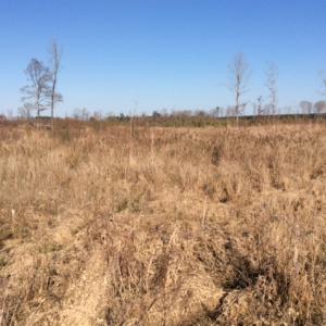 Photo of UNDER CONTRACT!  27.65 Acres of Hunting Land For Sale In Bertie County NC!