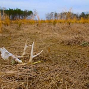 Photo of UNDER CONTRACT!  27.65 Acres of Hunting Land For Sale In Bertie County NC!