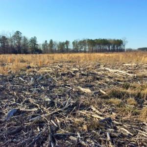 Photo of UNDER CONTRACT!  27.65 Acres of Hunting Land For Sale In Bertie County NC!