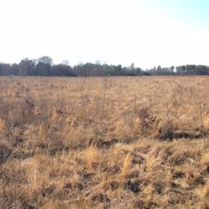 Photo of UNDER CONTRACT!  27.65 Acres of Hunting Land For Sale In Bertie County NC!