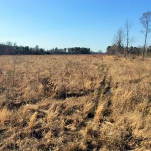 Photo of UNDER CONTRACT!  27.65 Acres of Hunting Land For Sale In Bertie County NC!