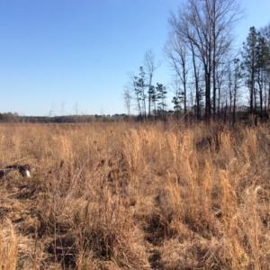 Photo of UNDER CONTRACT!  27.65 Acres of Hunting Land For Sale In Bertie County NC!