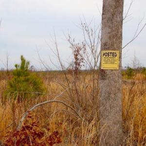 Photo of UNDER CONTRACT!  27.65 Acres of Hunting Land For Sale In Bertie County NC!