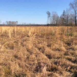 Photo of UNDER CONTRACT!  27.65 Acres of Hunting Land For Sale In Bertie County NC!