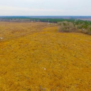 Photo of UNDER CONTRACT!  27.65 Acres of Hunting Land For Sale In Bertie County NC!