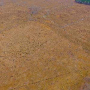 Photo of UNDER CONTRACT!  27.65 Acres of Hunting Land For Sale In Bertie County NC!