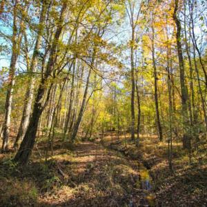Photo of SOLD!  120 Acres of Hunting Land For Sale in Nash County NC!