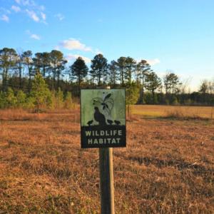Photo of SOLD!  120 Acres of Hunting Land For Sale in Nash County NC!