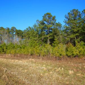 Photo of SOLD!  120 Acres of Hunting Land For Sale in Nash County NC!