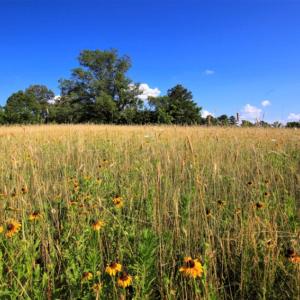 Photo of SOLD!  120 Acres of Hunting Land For Sale in Nash County NC!