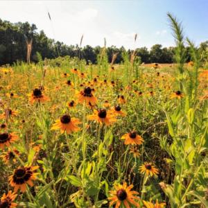 Photo of SOLD!  120 Acres of Hunting Land For Sale in Nash County NC!
