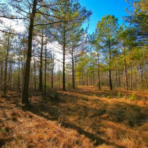 Photo of SOLD!  120 Acres of Hunting Land For Sale in Nash County NC!