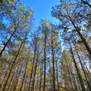 Photo of SOLD!  120 Acres of Hunting Land For Sale in Nash County NC!