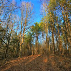 Photo of SOLD!  120 Acres of Hunting Land For Sale in Nash County NC!