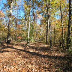 Photo of SOLD!  120 Acres of Hunting Land For Sale in Nash County NC!