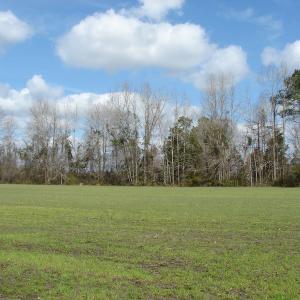 Photo of SOLD!  38 Acres of Farm and Timber Land For Sale in Columbus County NC!