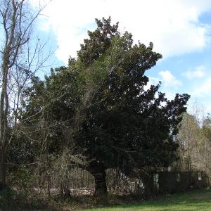 Photo of SOLD!  38 Acres of Farm and Timber Land For Sale in Columbus County NC!