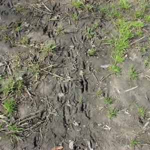 Photo of SOLD!  38 Acres of Farm and Timber Land For Sale in Columbus County NC!