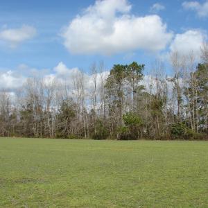 Photo of SOLD!  38 Acres of Farm and Timber Land For Sale in Columbus County NC!