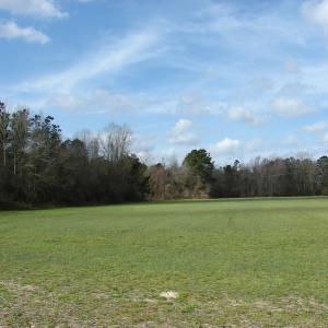 Photo of SOLD!  38 Acres of Farm and Timber Land For Sale in Columbus County NC!