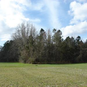 Photo of SOLD!  38 Acres of Farm and Timber Land For Sale in Columbus County NC!